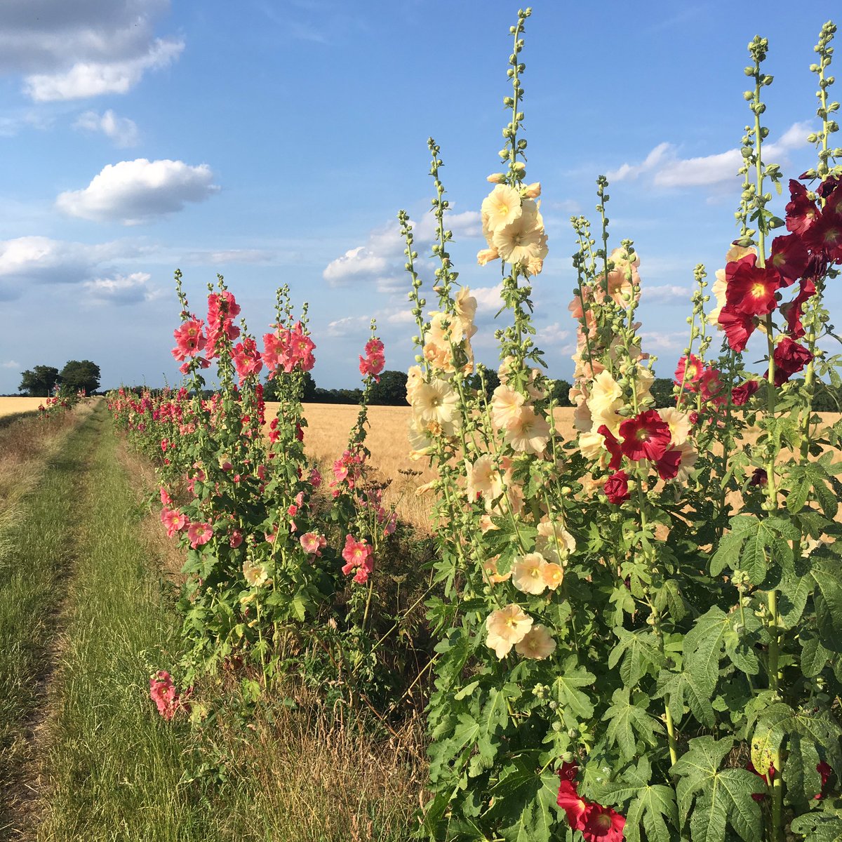 emmaclogs's tweet image. Stunning (and v hot) run through the hollyhocks this evening #welovewoodstock