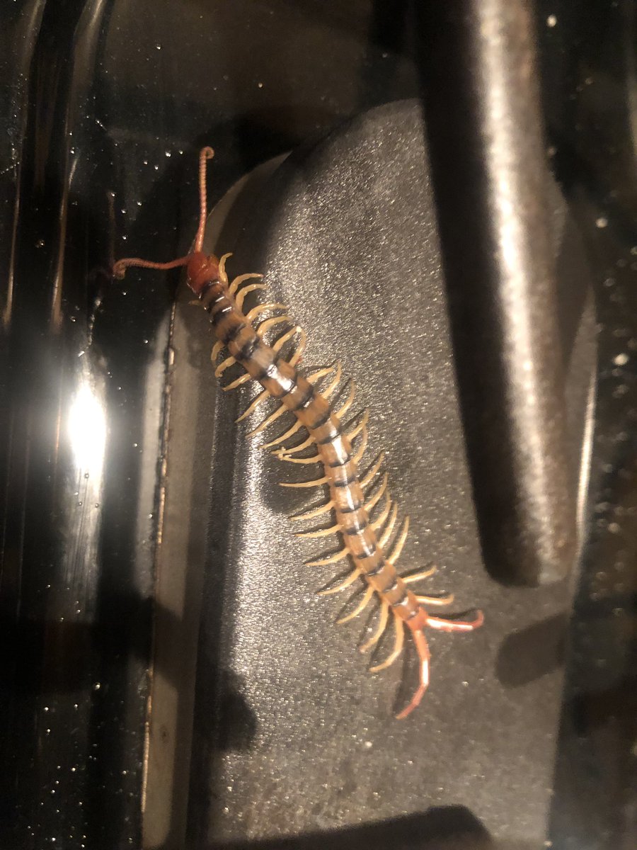teressamccluske's tweet image. Not what I was expecting to find on our cooktop stove after dinner. How he survived the propane inferno while dinner was prepared and where he came from will remain a mystery. 
#screamedlikeagirl #hatebiguglybugs 
#relocationprogram