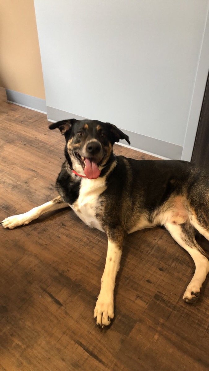 Help us find his owner! Found near Rohrerstown Mennonite Church. Chilling in our new station right now.  Contact us with info 717-898-3103.