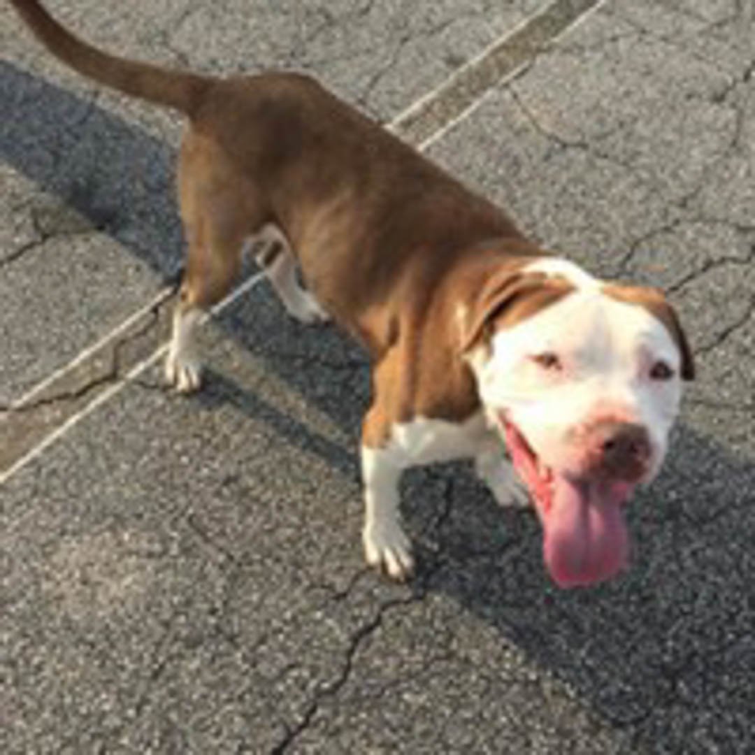 off leash dog academy