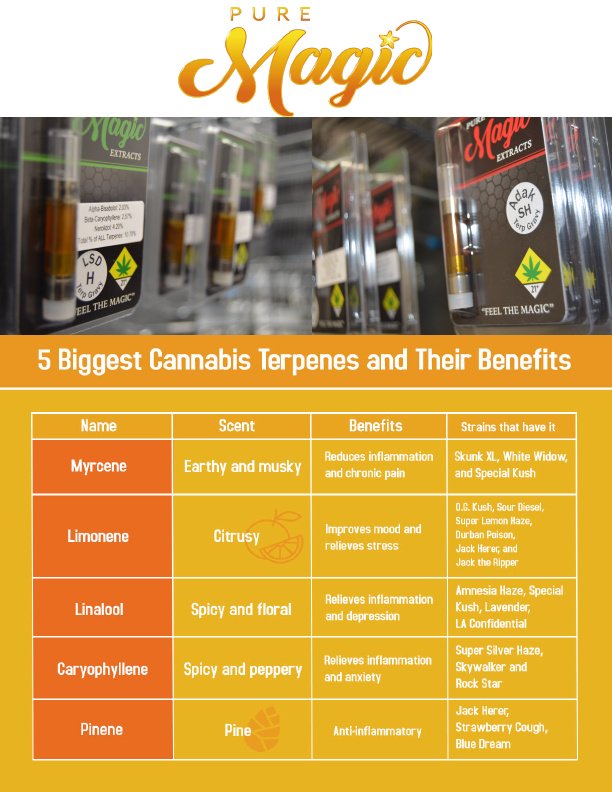 PureMagicGroup's tweet image. Happy TERPENE TUESDAY! Pot has components that are responsible for its unique aroma 👃 and flavor 😋 These are TERPENES: aromatic molecules 🔬 secreted inside the tiny resin glands of cannabis 🌱 flowers. #GotMagic #FeeltheMagic #TastetheMagic #TerpeneTuesday #Aroma #420Life #THC