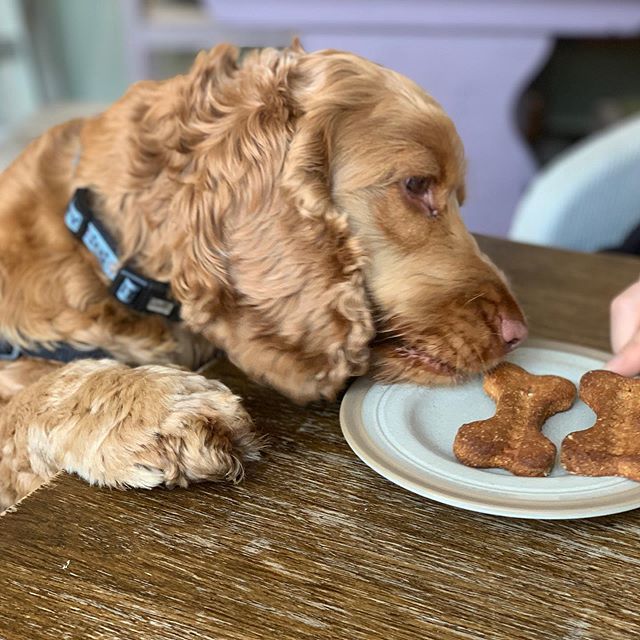 CookieSaysWoof's tweet photo. Gimme gimme gimme 😍🍪 #cockerspaniel #cocker #cockers #cockerlovers #cockerdream #cockerworld #cockerspanielnetwork #goldencocker #goldencockerspaniel #waggingtaildogcafe #southport #dogbone #cookies #dog #doggy #dogs #dogsofinstagram #doggo #dogs_of_… https://t.co/rYleR3llZE https://t.co/RFoLoVzJCq