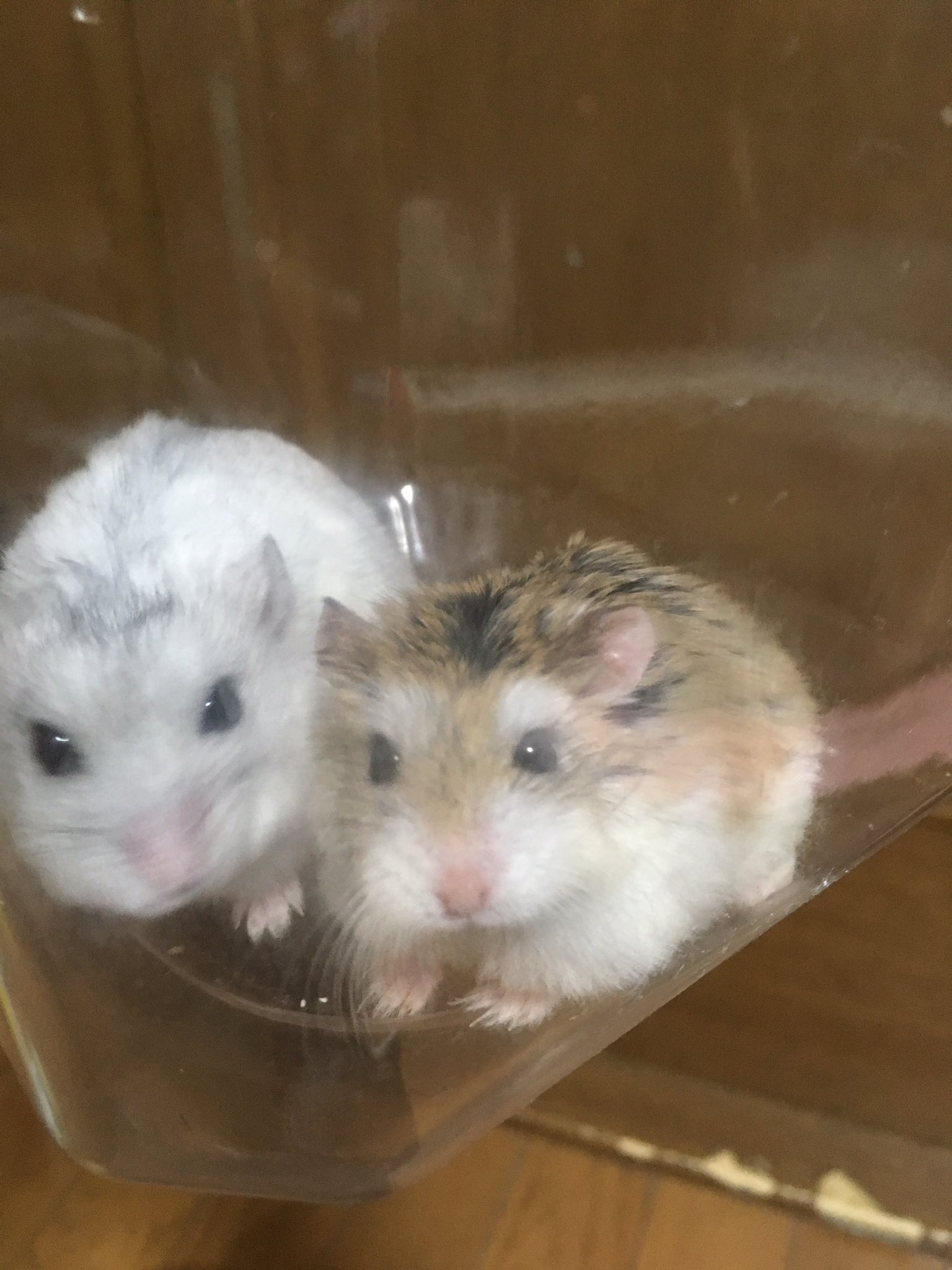 Rie V Twitter ハムスター ハムスターのいる生活 ハムスター好きと繋がりたい ロボロフスキー ジャンガリアン 仲良し 背中で語る ハムケツ うにちゃんのお1つどうぞ