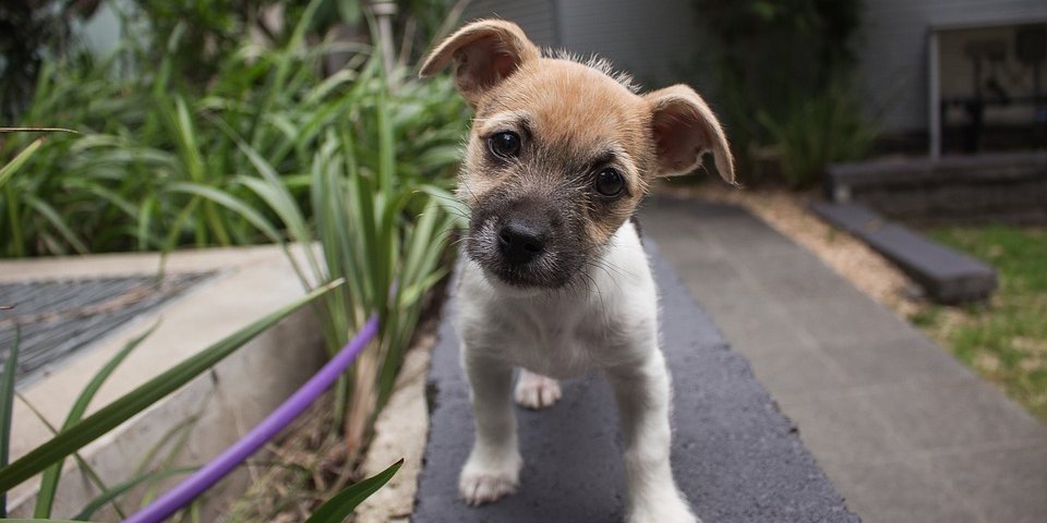 AwesomeDogTips's tweet image. If your pet is experiencing a loss of interest in playtime or increased sleep, these may be warning signs of loneliness... #dogbehaviorproblems  #dogs readr.me/6vxgy