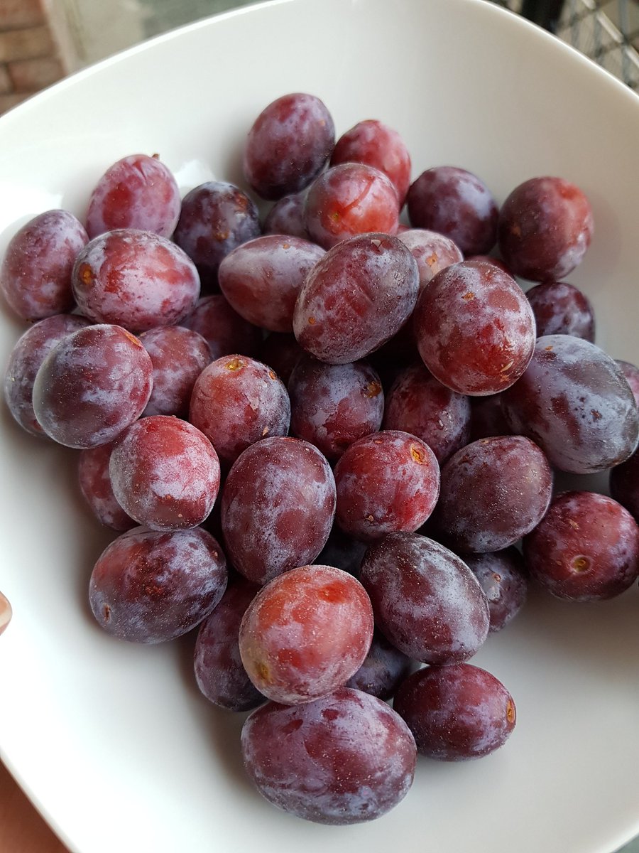 turinepi's tweet photo. Running the vacuum in #turin and then enjoying #ramassin our own #piedmont #plums on https://t.co/0WPD6Q9kyT how we closed #turinepi19 in #torino #foodies #winos #yogis #travelers #fashion #writers #italy #nutrition https://t.co/Ip3wHTtQHx