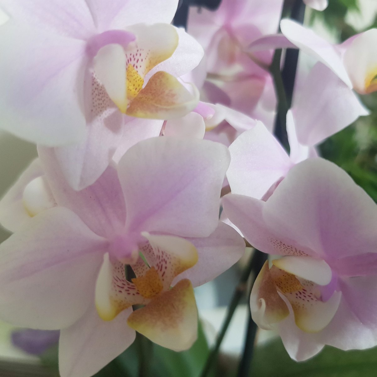RhoRhoPhotos's tweet image. Lovley orchid ❤️ #photography #rhorho