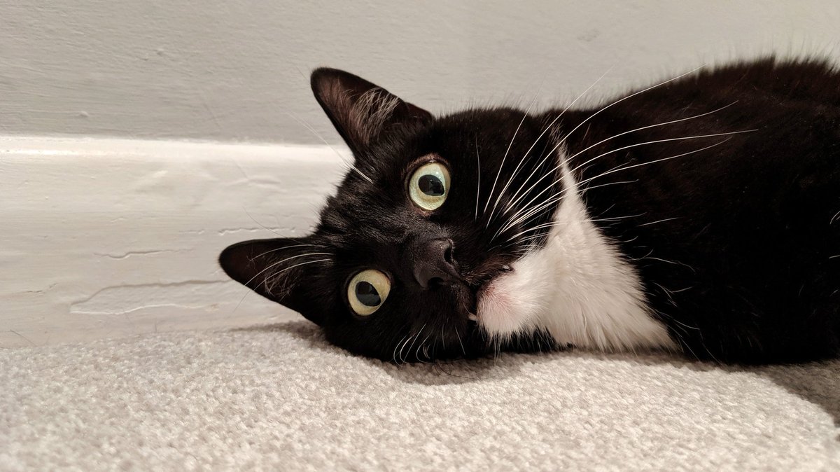 CuriousZelda's tweet image. I'm on the floor
For most the day
I should get up
Yet here I stay