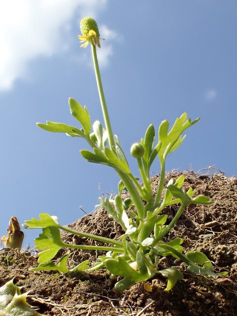 jallinson's tweet photo. Today the BSBI staying at Malham Tarn split into groups of four to survey tetrads ready for the 2020 atlas. Our group went to #Rathmell near #Settle #BSBISummerMeeting #Rathmell #Settle Trailing St John's-wort, Celery-leaved Buttercup read more.. https://t.co/BKVlri4hic https://t.co/OAQVlKMAJq