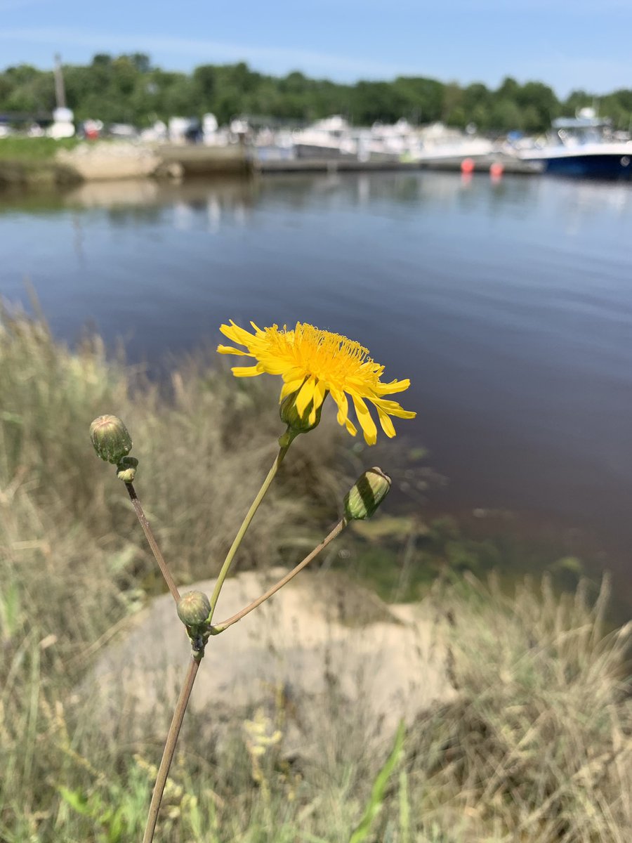 CameraChandler's tweet photo. #Maine is so gorgeous 😍 #summertime #vacationland https://t.co/uxS21JsAgY