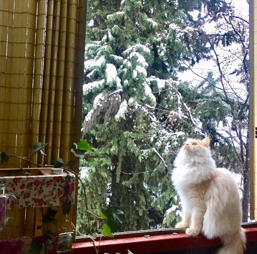 inoxidable_2's tweet photo. el Santino y su primera vez viendo la nieve 😍
#2017july #recuerdo #FelizMartes https://t.co/GgY6EjQYBi