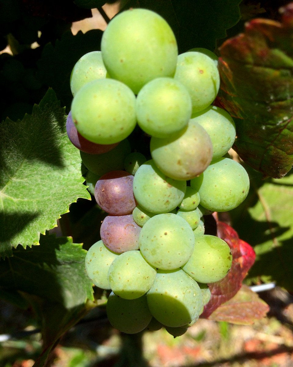 gunbunwine's tweet image. We have veraison in the Pinot block! About two days earlier than last year, but you know what this means...harvest season is knocking on the door! 🍇 🌈 🍷 
#veraison #pinotnoir #block13 #rhinefarm #winefarm #sonoma #california #winecountry  #thiisourpeacesign #bringonharvest