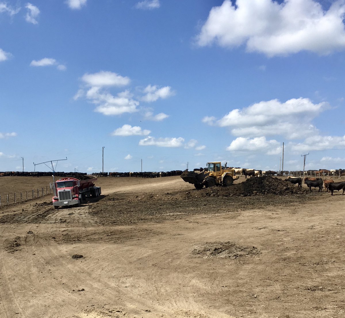 strong_field's tweet photo. Taking advantage of dry weather to get #beefmanure hauled for summer stockpiling 💩 💪 #BigYieldsDontStink https://t.co/FBHu0DrbcL