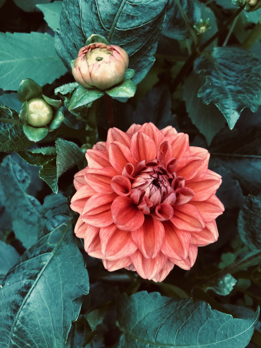 The dahlias are blooming - my first two to show up. 😍