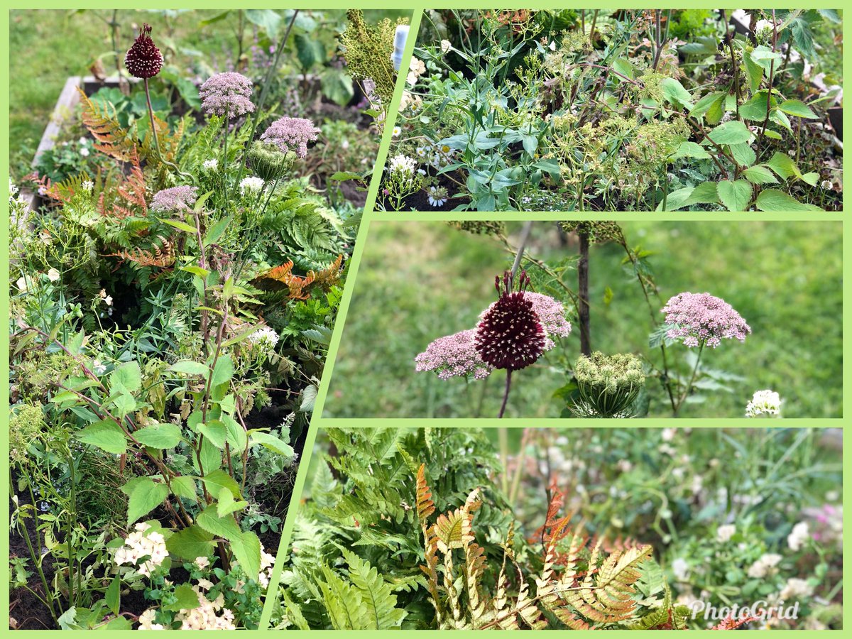 An enormous thank you to <a href="/waywardplants/">Wayward</a> for letting us ‘adopt’ all of these plants, left over from <a href="/The_RHS/">The RHS</a> Hampton Ct show gardens. We are thrilled to be able to create our own pollinators patch in the garden and provide new learning opportunities for our children🐝@RHSSchools