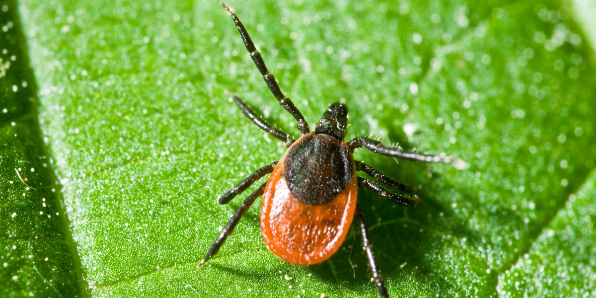 regionofpeel's tweet image. Blacklegged ticks can transmit Lyme disease.  If you find a tick on your body, you can submit it for testing to Peel Public Health.  bddy.me/2jMzez1