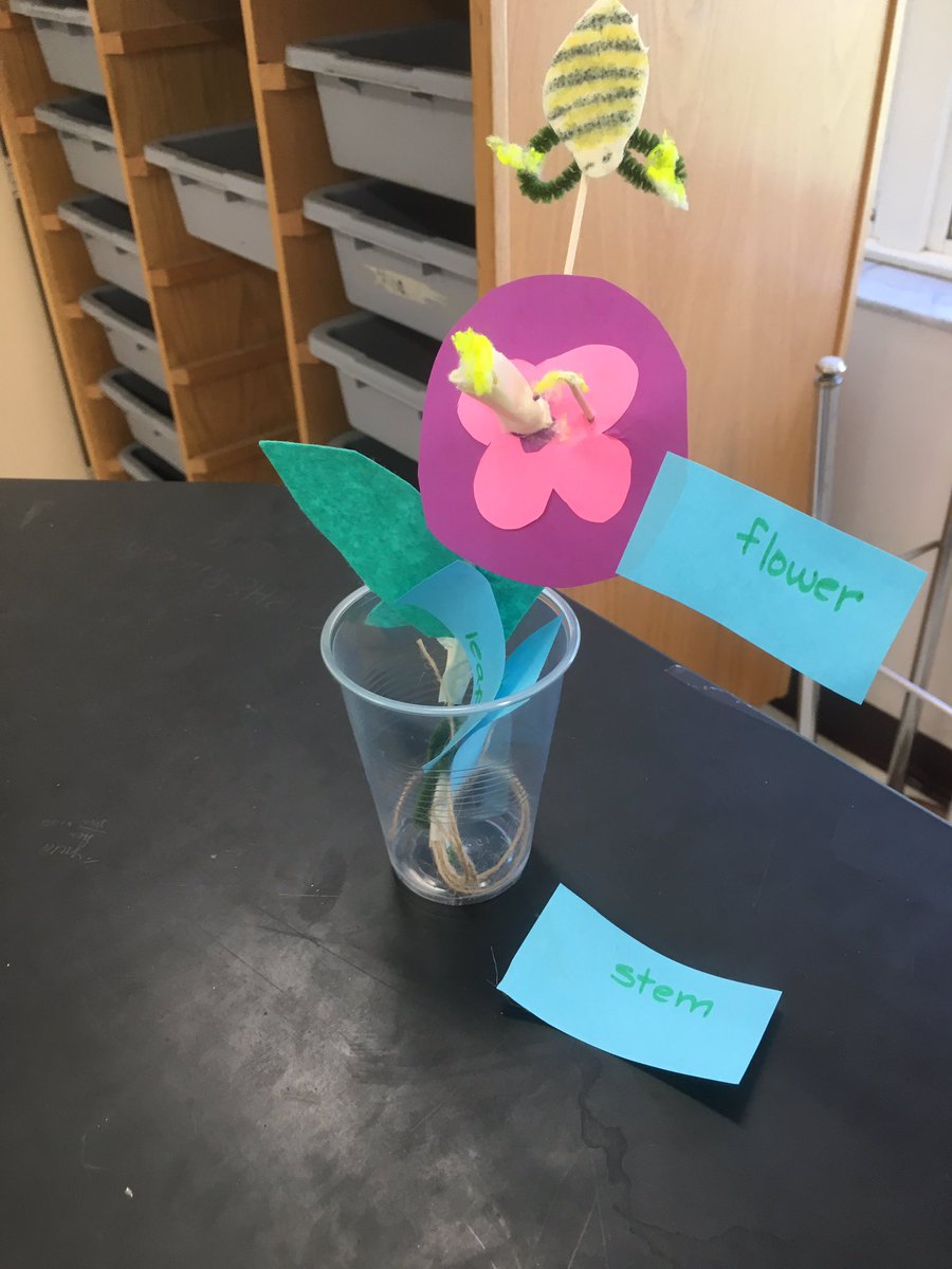 Berbie01's tweet photo. #flstemposium2019
Florida teachers studying plants and pollinators. https://t.co/eZP4BETvR7