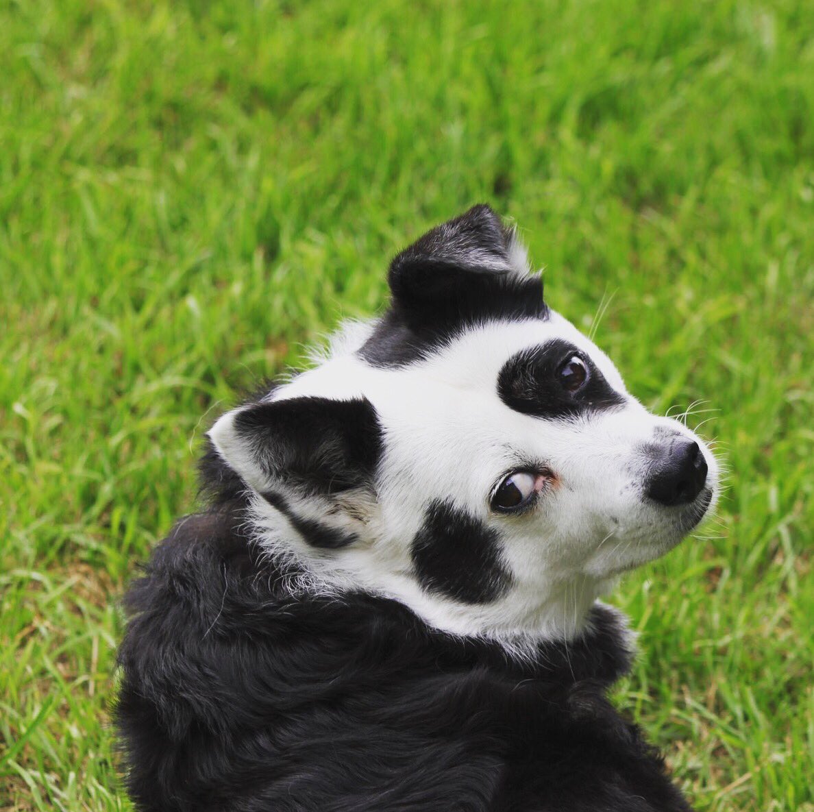GoPandaDog's tweet photo. https://t.co/J8pSEMw7gv