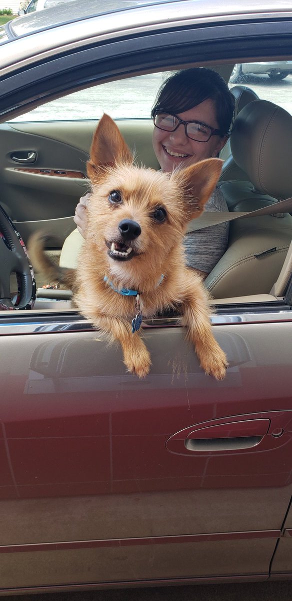 This is Teddy, hes 5 years old, and hes like cuddling. 13/10 hes a cute boy.