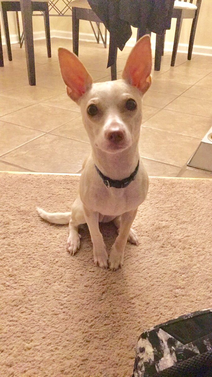 BrookeTraud's tweet photo. Happy 1st Birthday to my sun bathing and dog park hating little babbyyy. ❤️❤️❤️❤️ https://t.co/yf3PhETrdz