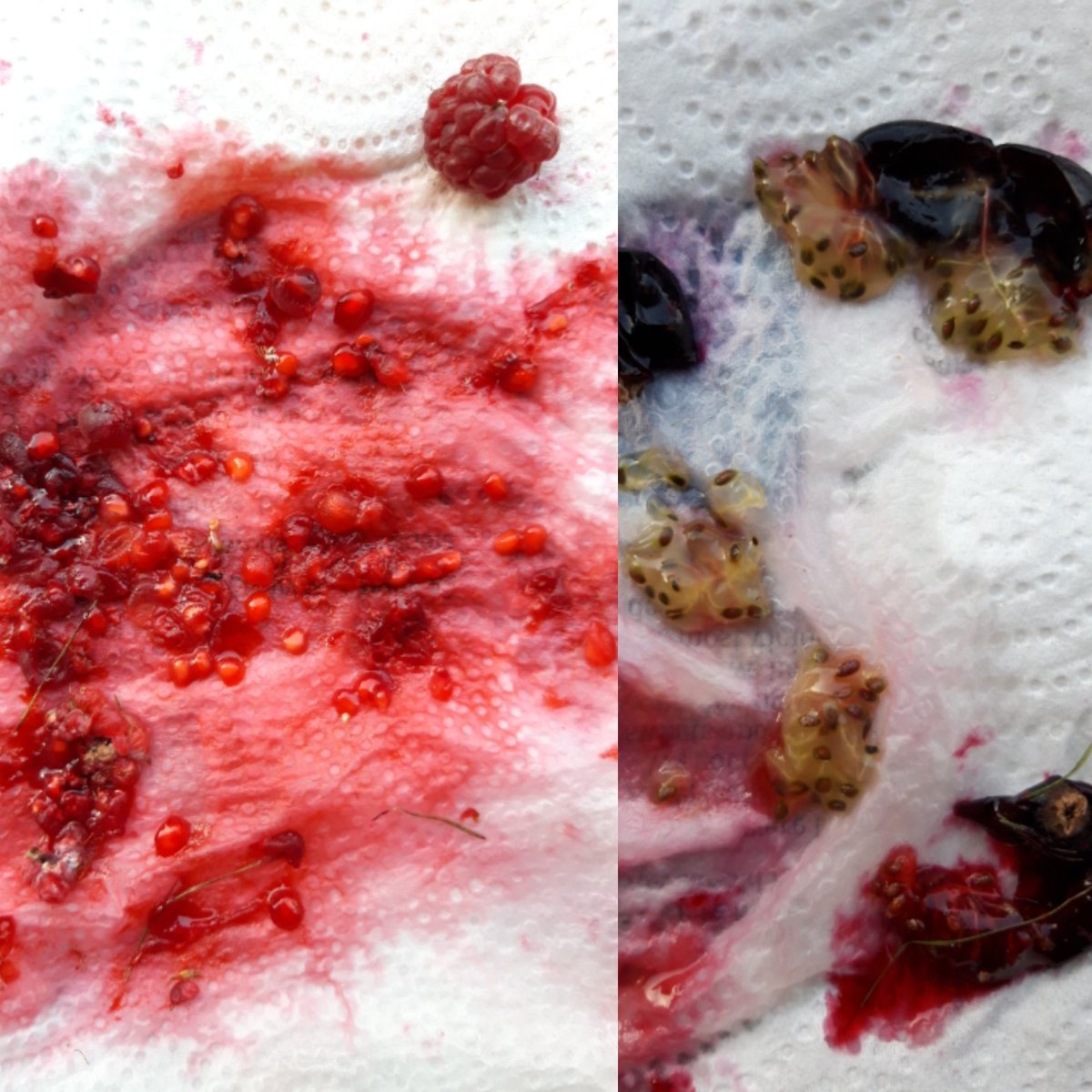 MesoPip's tweet photo. I love #lithics, but I also trained in #archaeobotany. The raspberries in the garden are done for summer, but there are still a few left to make a #referencecollection, plus the blackcurrants that are just starting to ripen! #experimentalarchaeology #weirdhousemate https://t.co/vIJ8vi7STL