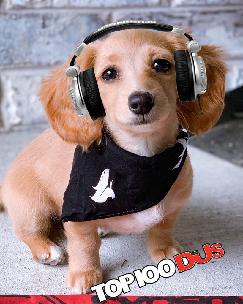 ILLENIUM's tweet photo. Fam. This may be my most important tweet to date. Please DO NOT vote for me in the DJ Mag contest. Instead vote for DJ PeanutDaWeenut, the first world renowned canine dj. (For real, don’t vote for me, it’s stupid) https://t.co/rW33Xgbdja