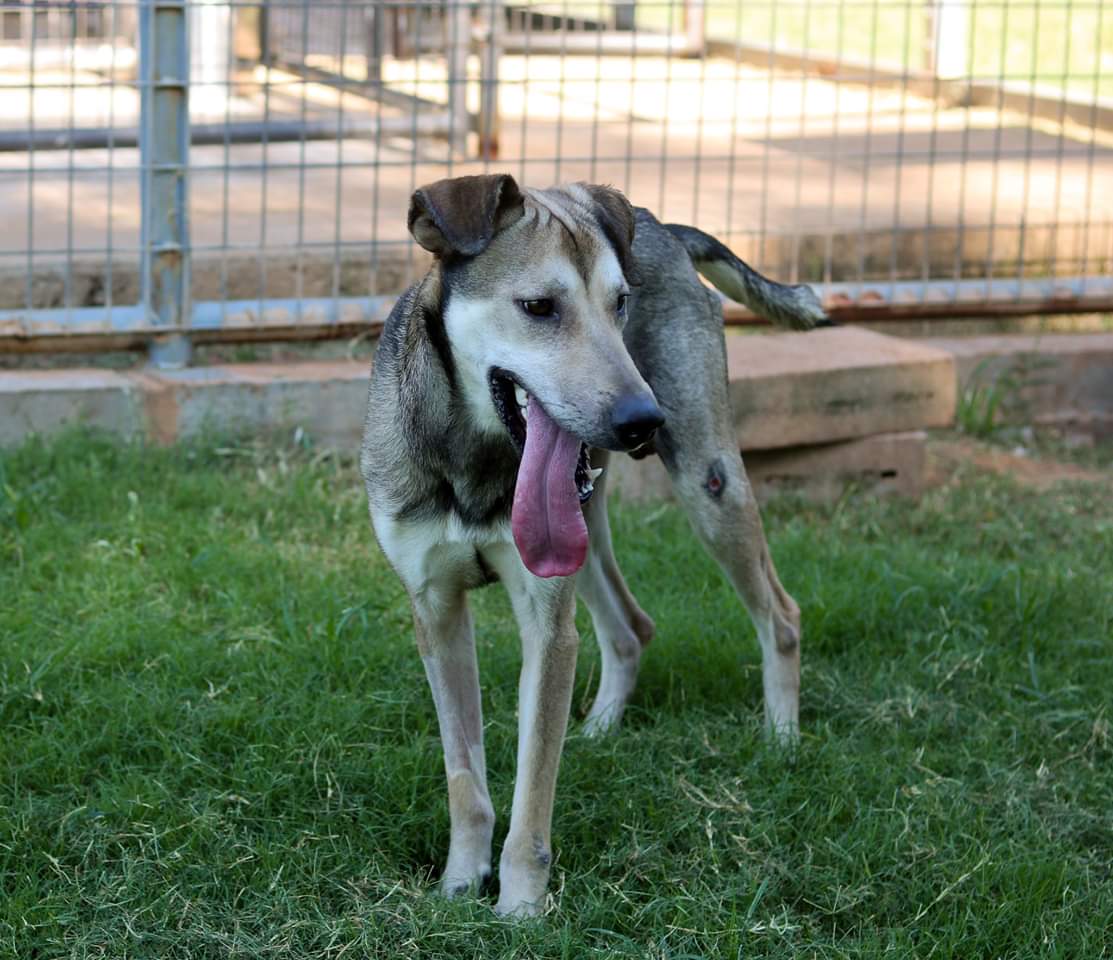 HSPets's tweet photo. Its #TongueOutTuesday and handsome JayJay delivered!
#HumaneSocietyofStillwater #StillwaterOK #AdoptDontShop #SuperMutt https://t.co/YS7JrnbRxl