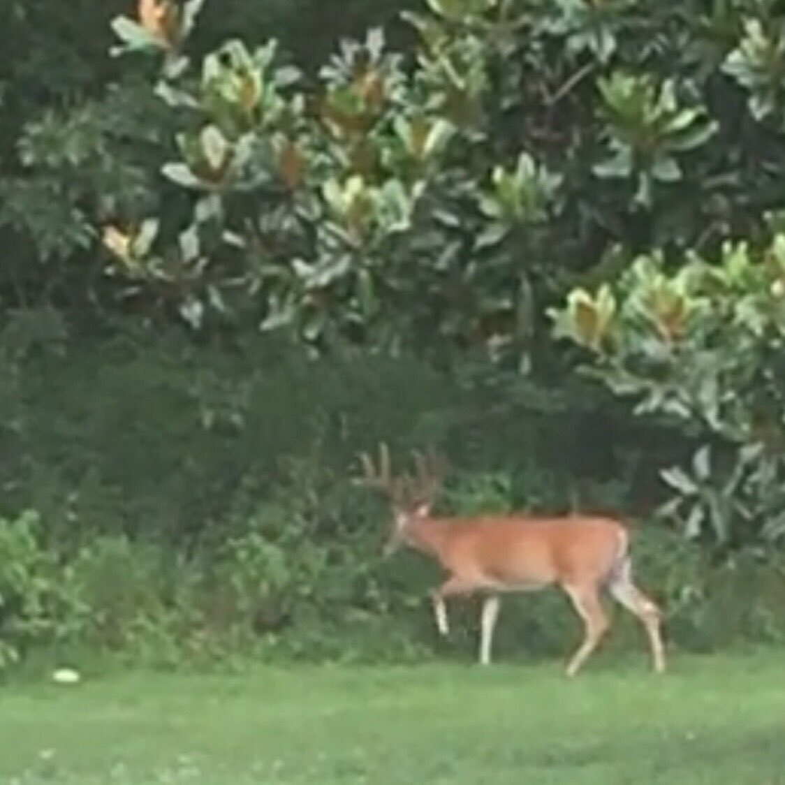 metalchef's tweet photo. At least an #eightpoint in my backyard. He rides this trail twice a day w/ two does. #chef #author #deer #hunting #backstrap #venison #delicious #metal #metallica #JamesHetfield https://t.co/OTn6jSoqKL