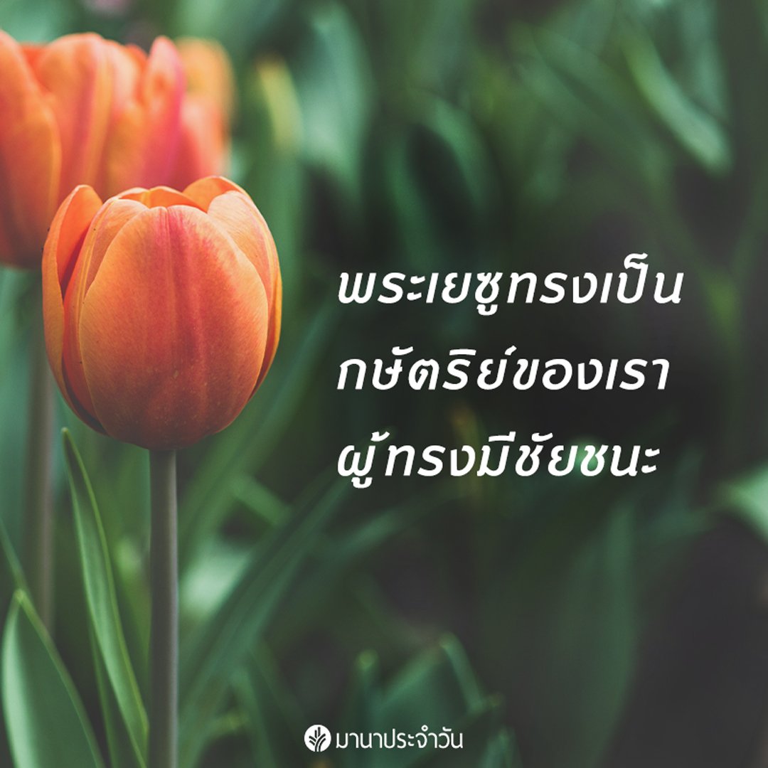 มานาประจำวัน tweet media