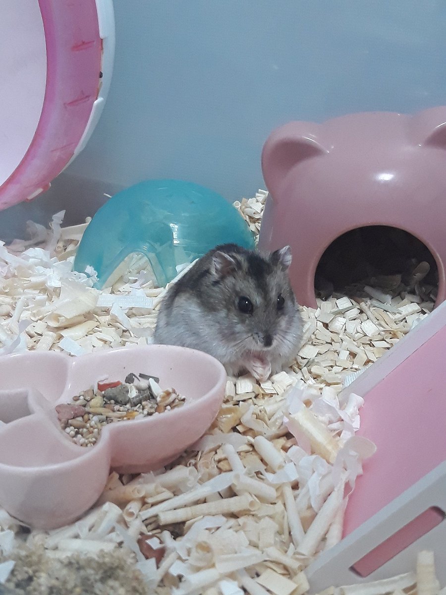 쁘큐를 너무 마싯게 먹길래 찍어주려고 했는데 핸드폰 가져오는 사이 흡입하고는 잉간을 째려보섰다 힝구..