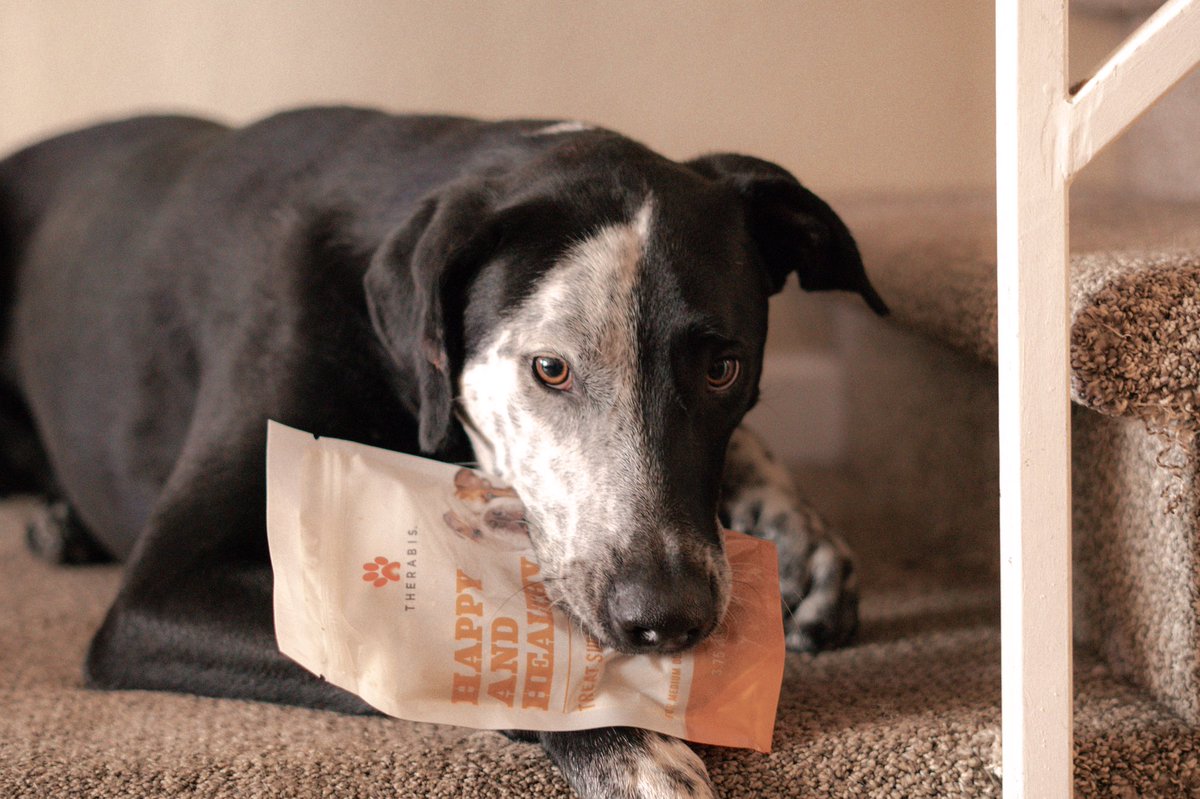 CBDTakeOut's tweet photo. Want a happier, healthier pet? @TherabisPet is the perfect key to your furry friends wellness, the right way. #CBDTakeOut 🐶🌿

#HempOil #CBDOil #CBDForDogs #CBD https://t.co/psteeopibM