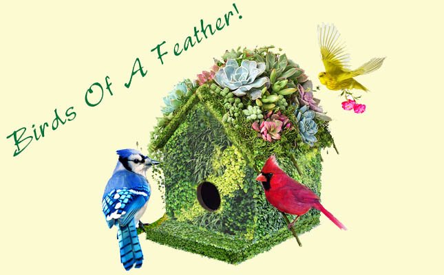 canadablooms's tweet photo. Canada Blooms theme for 2020 is 'Birds Of A Feather'. 
Get caught up with our latest newsletter.
https://t.co/H0IjuveS8A
#canadablooms #birdsofafeather #markschoice https://t.co/TIWUbWin6R