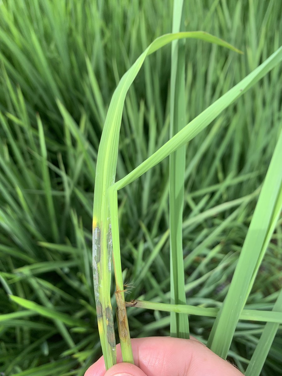 MaxCoffin's tweet photo. Scouting the rice verification field and came across some sheath blight @ARKeithPerkins @rmazzanti #riceproduction #pathology https://t.co/PMNjnHlHJt