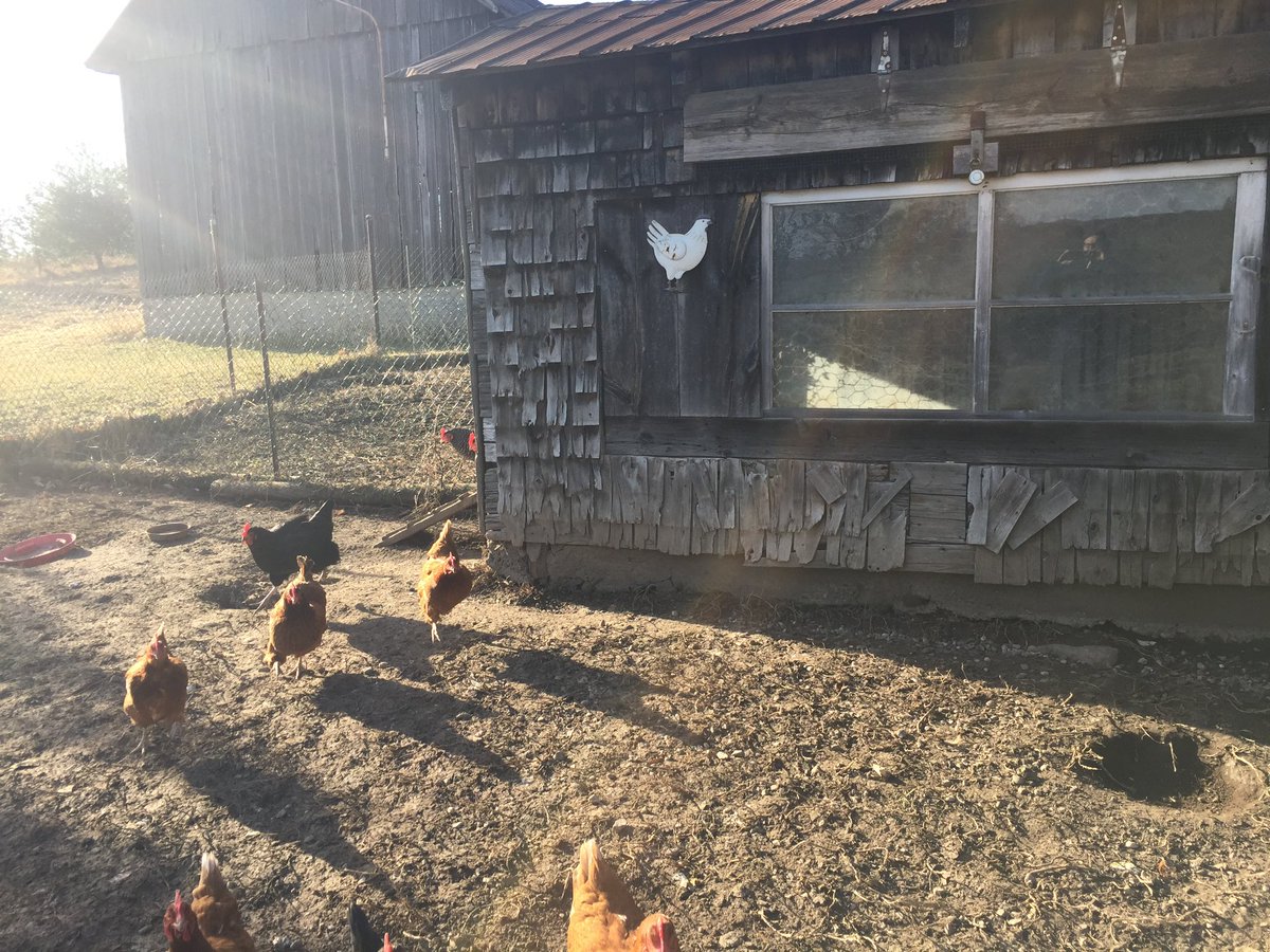 GBDSS_Bumstead's tweet photo. To reduce food waste at home, I feed waste foods to my chickens. #AgScape #AgEducation https://t.co/NFf3f3XtaF