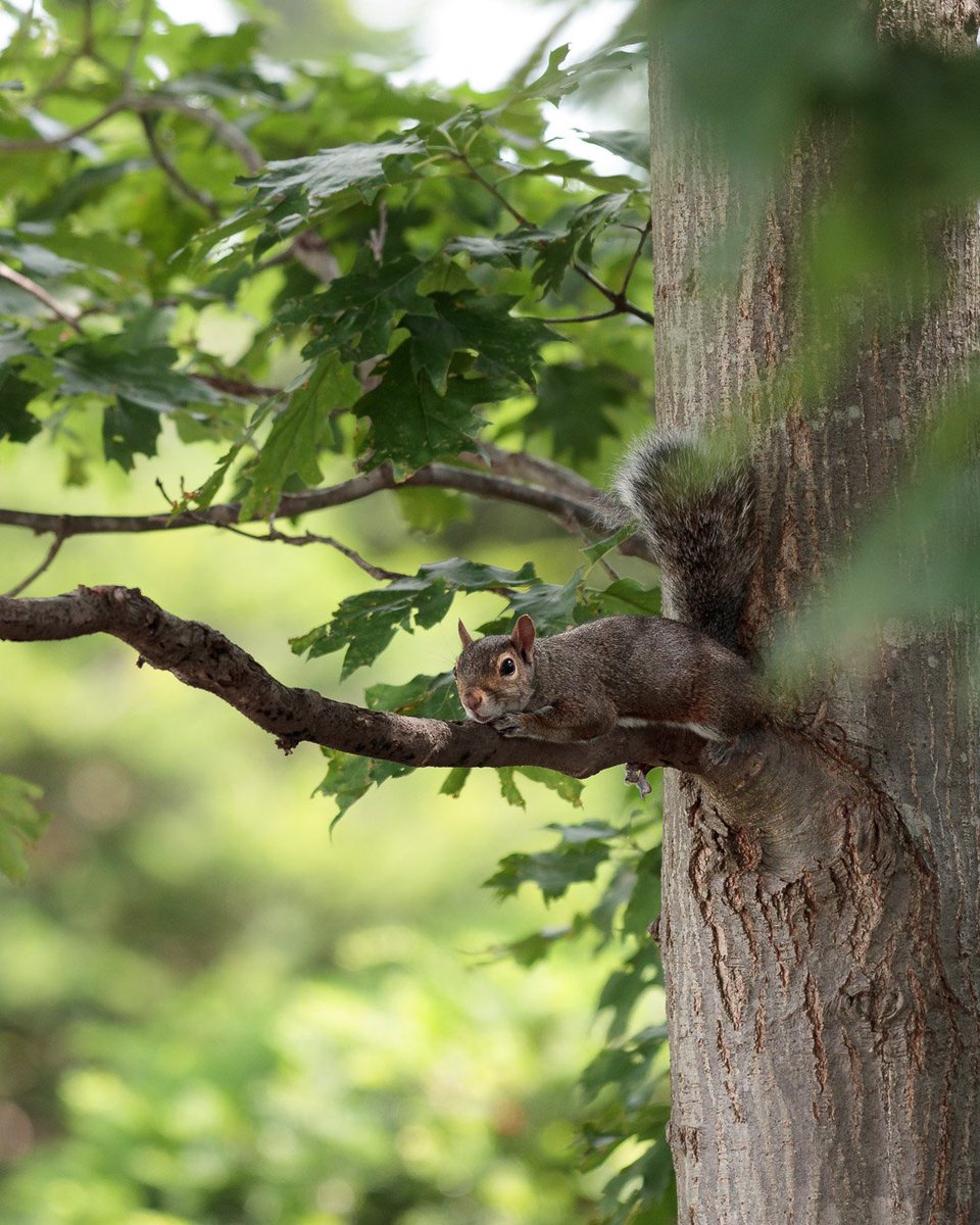 #Squirrel trying to blend in with the limb of a tree and stay hidden from my prying lens. I see you looking back at me, Squirrel. 🤓 Photographed along the shore of Bear Lake in Muskegon, MI.
#NaturePhotography #MuskegonMI #Michigan #BearLakeMI #Nature 
instagram.com/p/Bz_hKRIjAX6/…