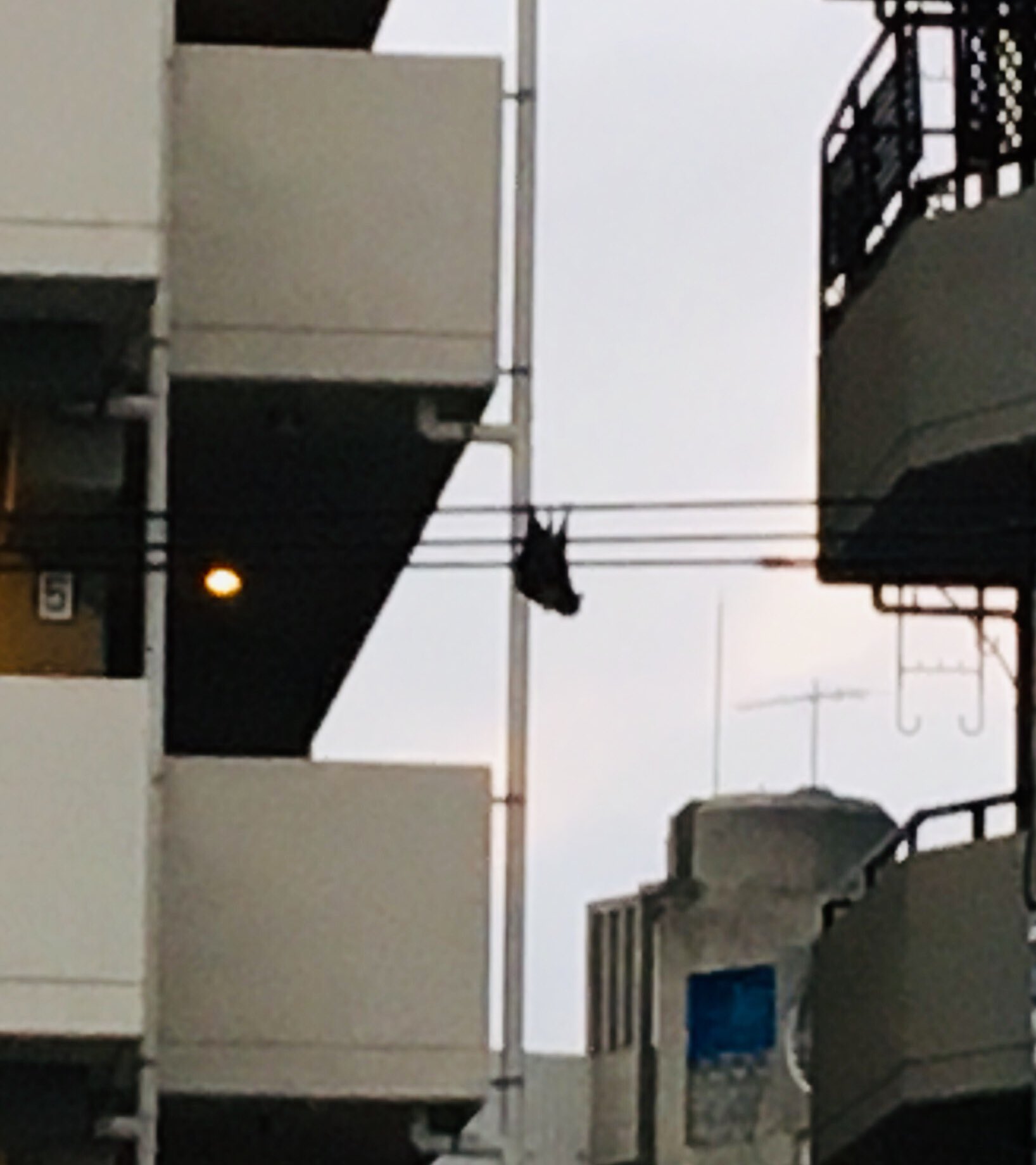 Maximum 朝からビックリ ホタル族しにベランダに出たら 目の前の電線にヒラヒラと何かが 鳥にしては大きいし とよく見たらコウモリだ デカい 逆さまにぶら下がってるの生で見るのも初めて ビックリしたぁ 沖縄 巨大コウモリ 沖縄好き