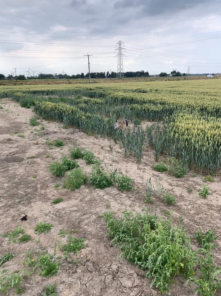 Doggo in the field