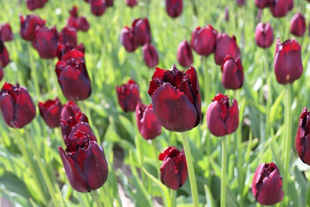 Wanneer we #tulp #Vincent #vanGogh aan het pellen zijn, gaat het pelteam op de foto met het #Zomerbloemen schilderij. Één van Vincents meesterstukken. Plaatje!