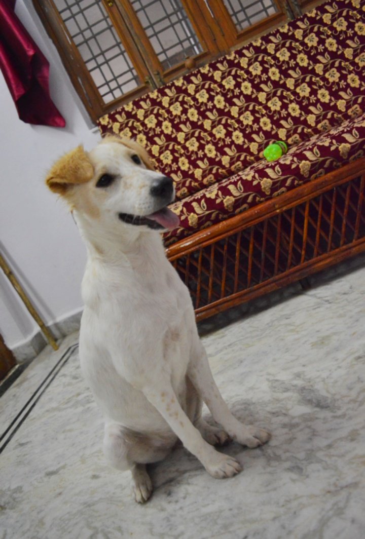 6 months old female pup for adoption.

@btrhfoundation
 #adoption #dogadoption #dogs #dog #puppy #beingtherealhuman #btrh #pupadoption #puppyadoption #dogadoptionhyderabad #hyderabad