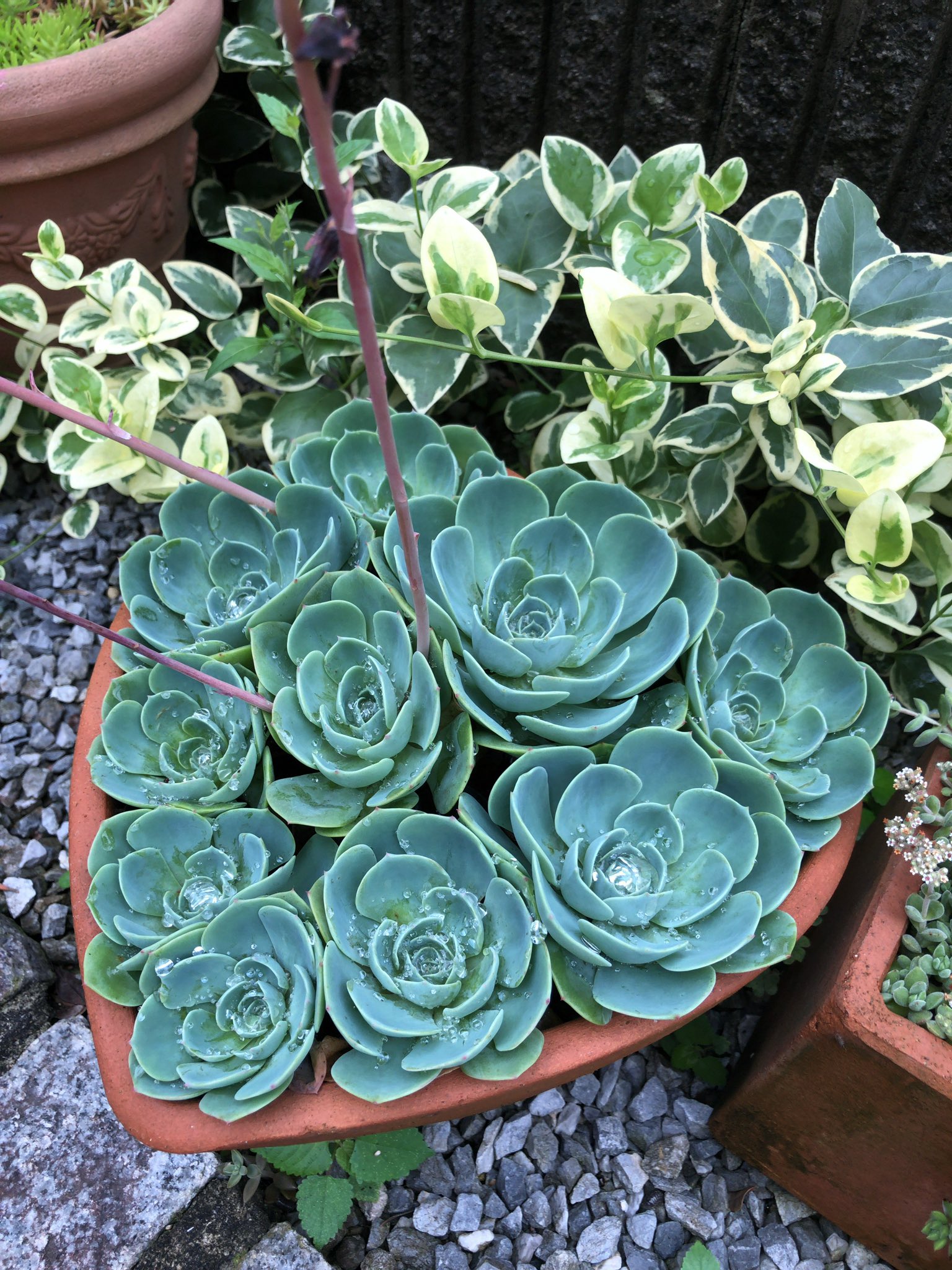 カブトガニジョン Echeveria Secunda エケベリア セクンダ 七福神 今日は 晴れ間が見えるらしい 遮光ネットを 掛けようか悩んだが 強烈な日差しではなさそうなので 虫除けネットのままにした 多肉植物 エケベリア Succulent Echeveria カブトガニジョン Echeveria Secunda エケベリア セクンダ 七福神 今日は 晴れ間が見えるらしい 遮光ネットを 掛けようか悩んだが 強烈な日差しではなさそうなので 虫除けネットのままにした 多肉植物 エケベリア Succulent Echeveria