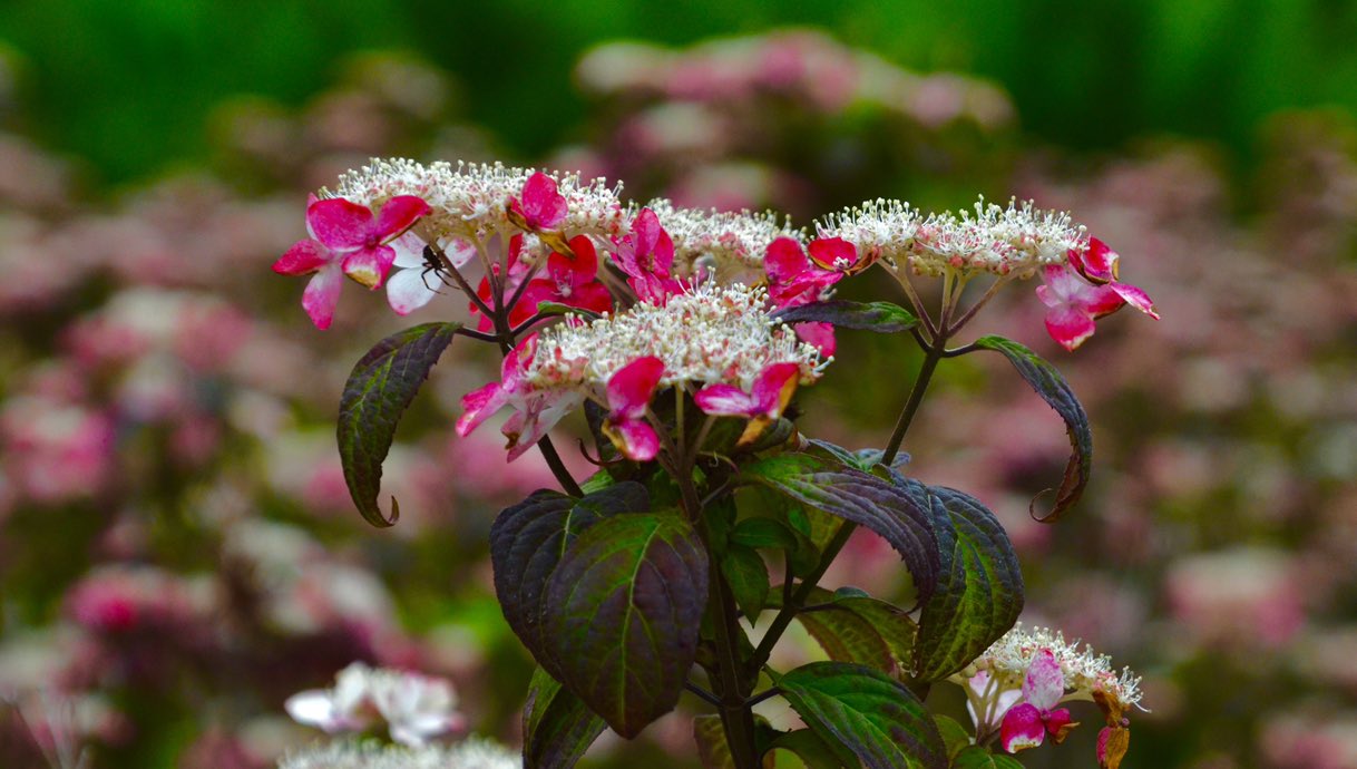 赤い紫陽花 Twitter Search Twitter