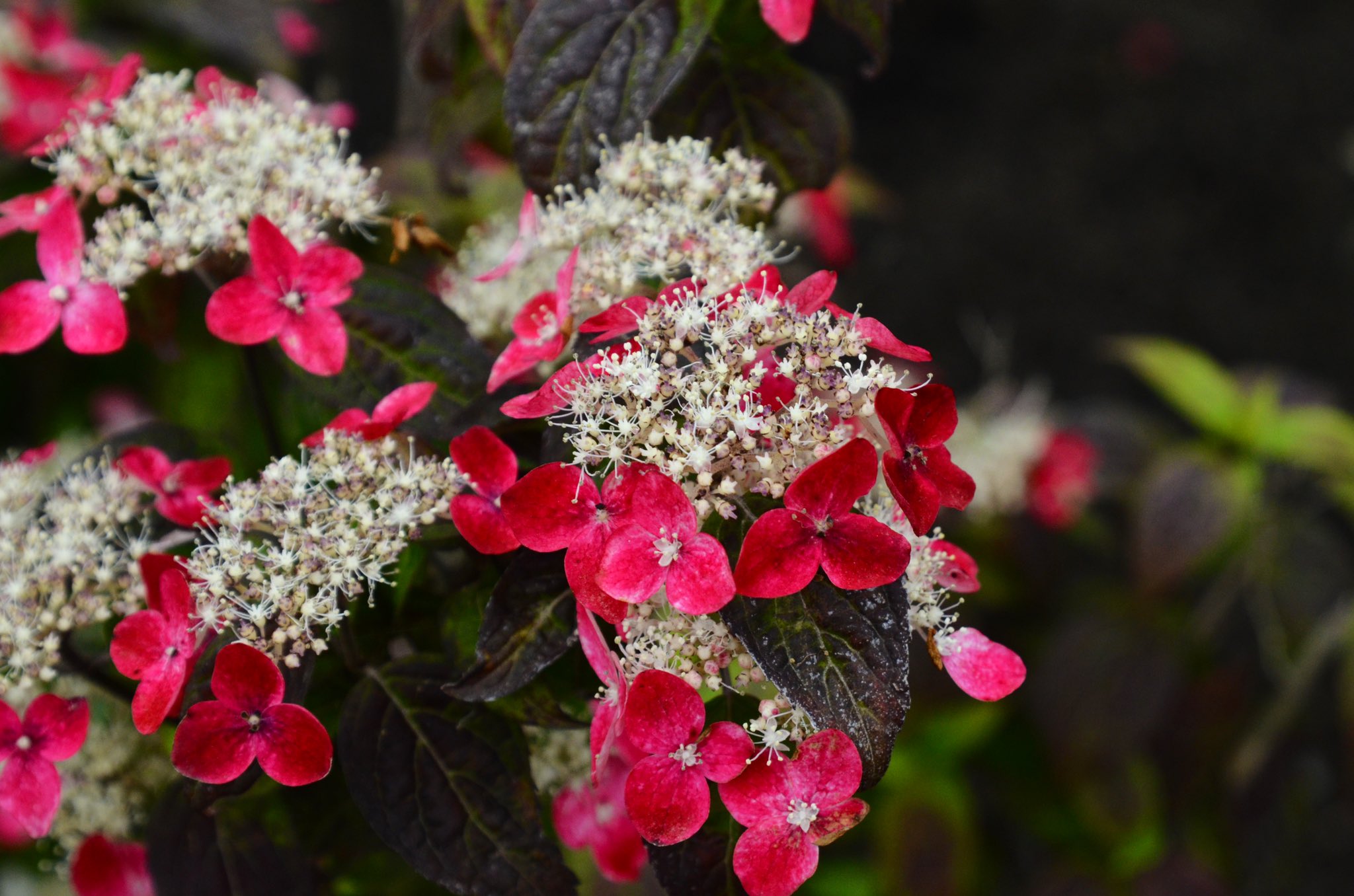 赤い紫陽花 Twitter Search Twitter