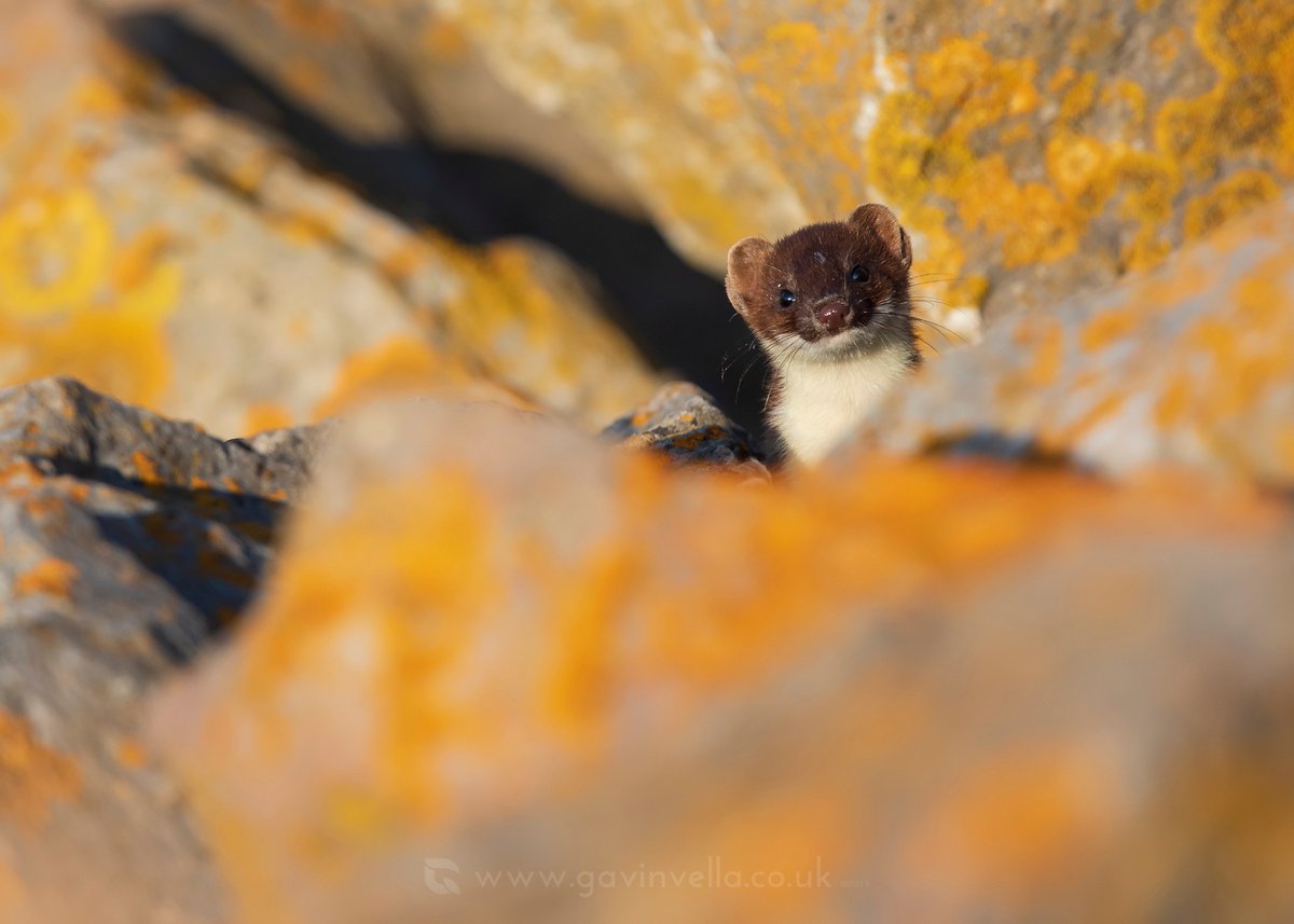 Another of the peeping Stoat the other day. Always a pleasure when you see these elusive mammals. This isn't the first time I've seen it on this patch so I hope to see them again. @CanonUKandIE #wildlifephotography #gwentmammals #gwentnaturalists