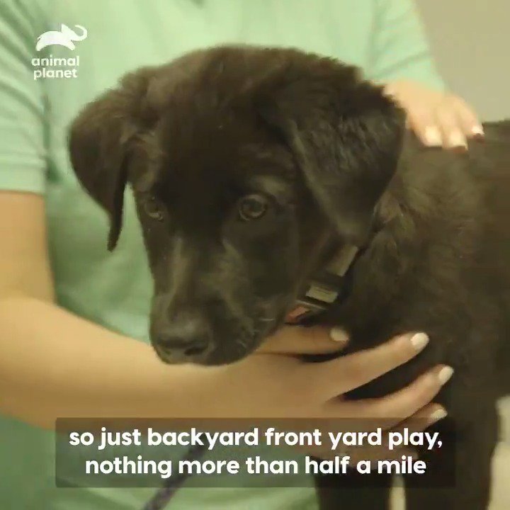 Animal Planet on Twitter: Animal Planet on Twitter: