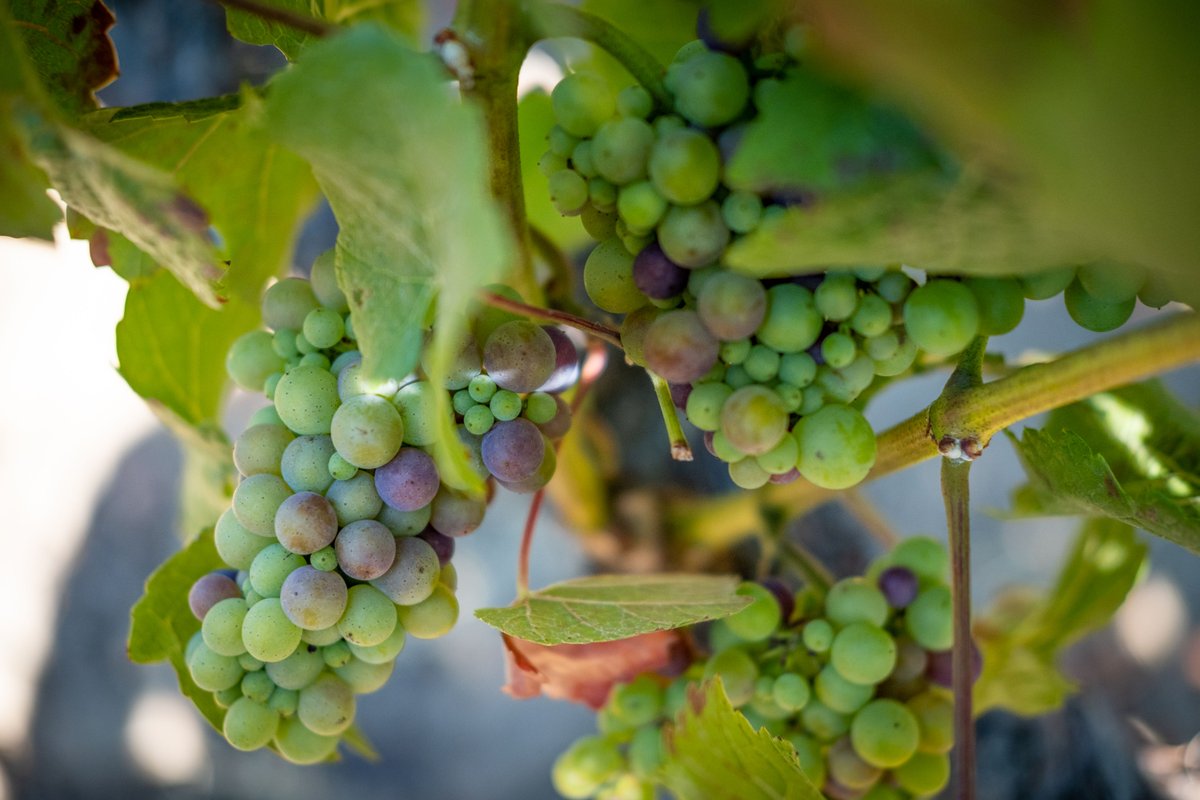 Veraison has begun in our vineyards! What's veraison? It's simply the onset of ripening and the change in color is beautiful to see. 🍇
.
.
#veraison #pinotnoir #napavineyards #napawineries #estatevineyards #trefethen  #trefethenfamily #trefethenwinery #napavalley #harvest2019