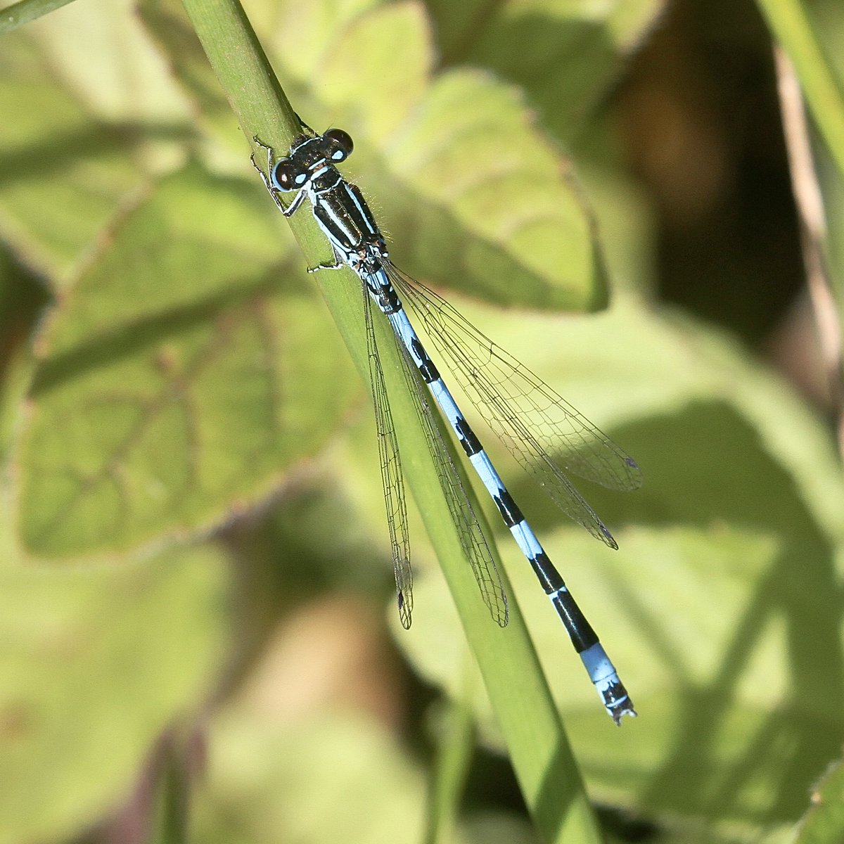 Hamish Murray tweet media