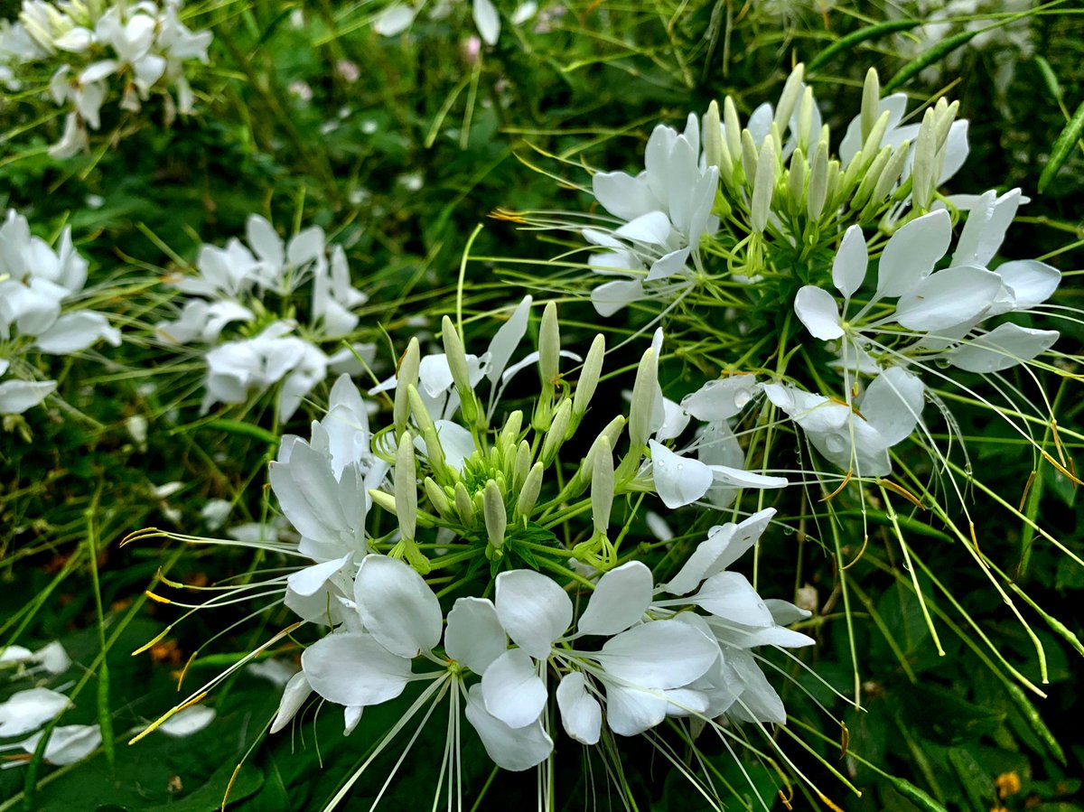 Cloudsailor 星羅の一日一花 Sur Twitter セイヨウフウチョウソウ 西洋風蝶草 別名クレオメソウ 園芸ではクレオメ 雄しべが長く花の外に突きだす花は蝶の舞う姿を連想させる 花色は白 赤紫色で下から咲く フウチョウソウ科セイヨウフウチョウソウ属 熱帯