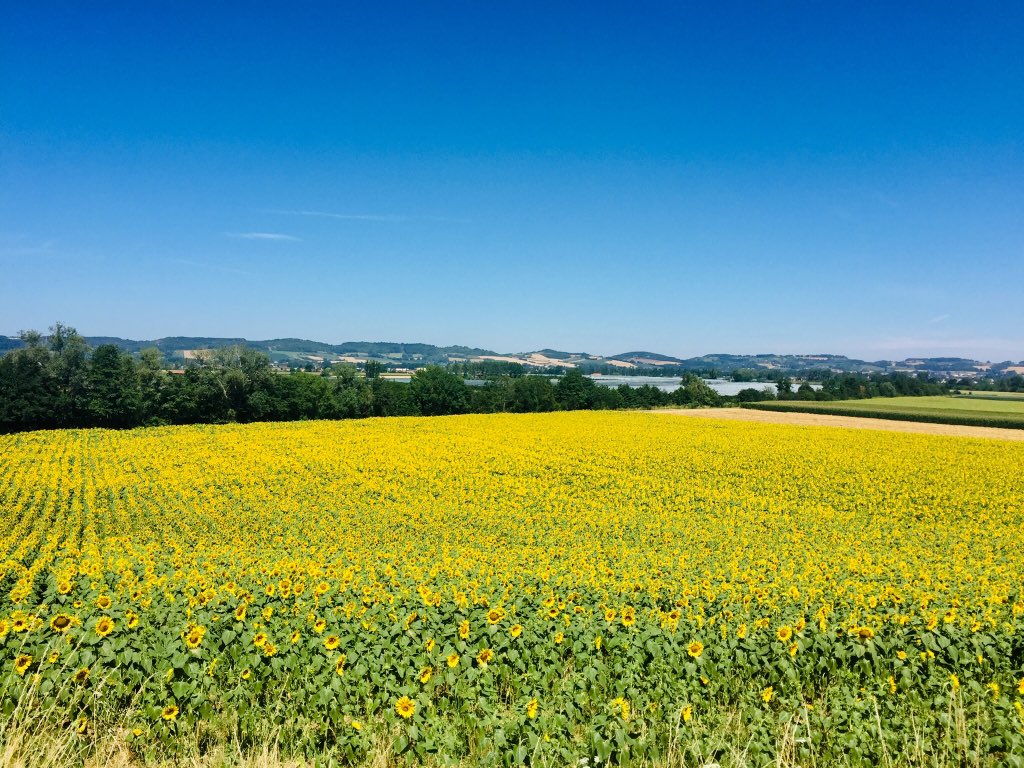 GiteWest's tweet photo. #cycling and #Sunflowers in #france
#thisgirlcan #cyclingholidaysfrance https://t.co/2P9lHL8VLw