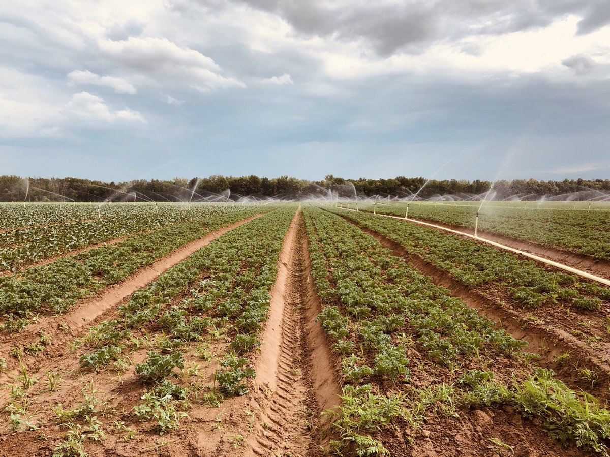 Some days I feel like a dairy analyst in a kale field.