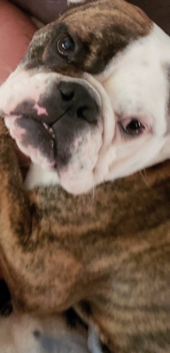kilynn76's tweet photo. @mrBobbyBones So stinking cute... bully.. my fav.. only dog I get https://t.co/xVapAmv6CL