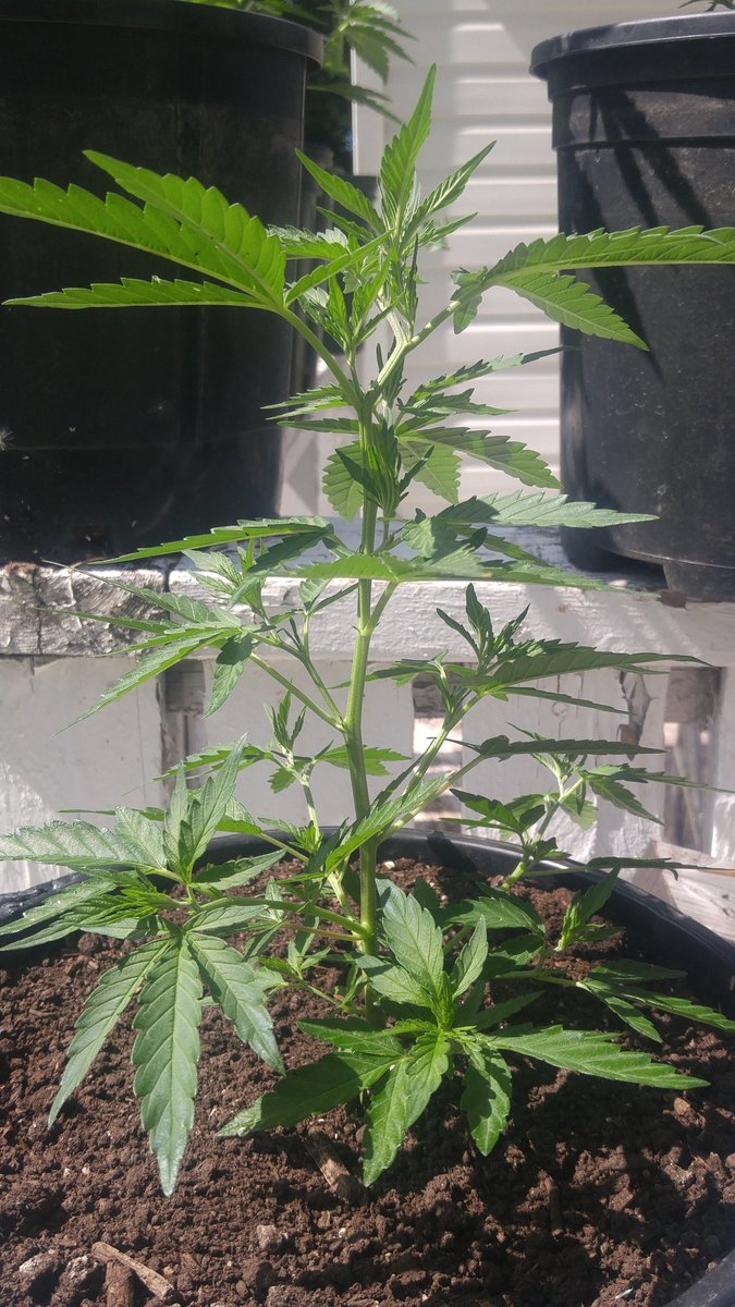 pastameta's tweet photo. These guys have quadrupled in size over the last two weeks. First time using fertilizers and I'm not disappointed. https://t.co/eqdeGwp98f